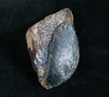 Giant Unworn Triceratops Tooth - #4470-1